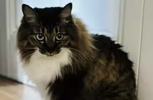 《漫畫家蛇藏》家中的貓咪突然叼來超大根螺絲 急問網友可能是從哪裡冒出來？