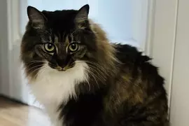 《漫畫家蛇藏》家中的貓咪突然叼來超大根螺絲 急問網友可能是從哪裡冒出來？