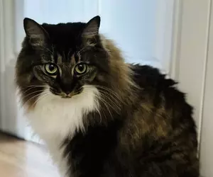 《漫畫家蛇藏》家中的貓咪突然叼來超大根螺絲 急問網友可能是從哪裡冒出來？