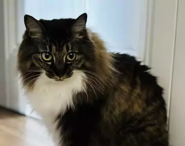 《漫畫家蛇藏》家中的貓咪突然叼來超大根螺絲 急問網友可能是從哪裡冒出來？