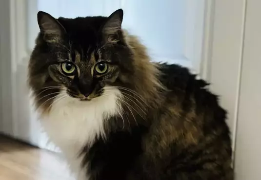 《漫畫家蛇藏》家中的貓咪突然叼來超大根螺絲 急問網友可能是從哪裡冒出來？