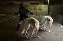 《俄羅斯獵狼犬》日本飼主宛如敵方訓犬師 帥氣姿勢引爆網友讚賞了