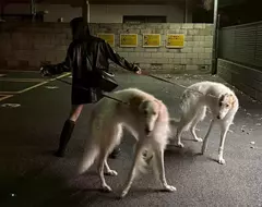 《俄羅斯獵狼犬》日本飼主宛如敵方訓犬師 帥氣姿勢引爆網友讚賞了