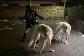 《俄羅斯獵狼犬》日本飼主宛如敵方訓犬師 帥氣姿勢引爆網友讚賞了