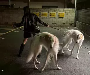 《俄羅斯獵狼犬》日本飼主宛如敵方訓犬師 帥氣姿勢引爆網友讚賞了