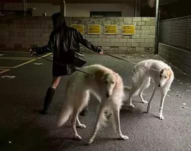 《俄羅斯獵狼犬》日本飼主宛如敵方訓犬師 帥氣姿勢引爆網友讚賞了