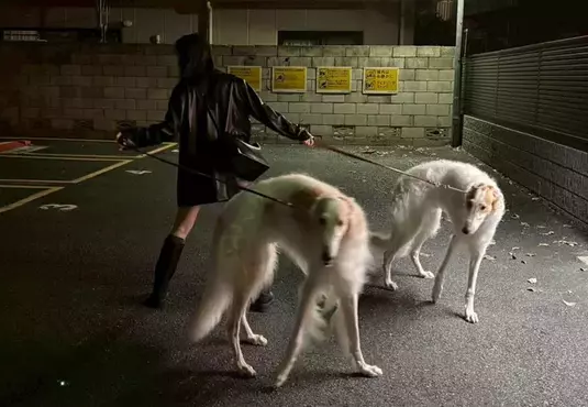 《俄羅斯獵狼犬》日本飼主宛如敵方訓犬師 帥氣姿勢引爆網友讚賞了