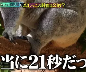 《搞笑諾貝爾獎》哺乳類尿尿平均花費21秒？綜藝節目驗證的結果是……