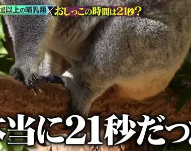 《搞笑諾貝爾獎》哺乳類尿尿平均花費21秒？綜藝節目驗證的結果是……