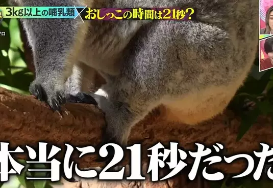 《搞笑諾貝爾獎》哺乳類尿尿平均花費21秒？綜藝節目驗證的結果是……