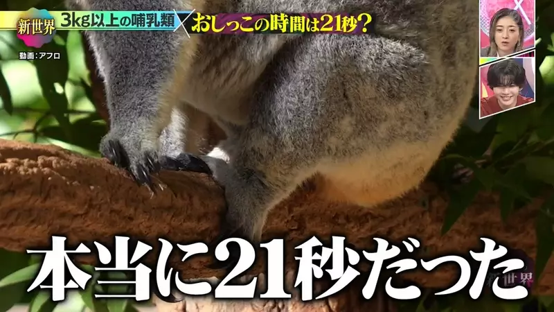 《搞笑諾貝爾獎》哺乳類尿尿平均花費21秒？綜藝節目驗證的結果是……