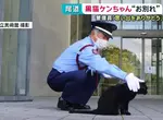 尾道市立美術館《警衛與黑貓的攻防戰》畫上休止符 黑貓ケンちゃん去世惹QQ 尾道市立美術館《警衛與黑貓的攻防戰》畫上休止符 黑貓ケンちゃん去世惹QQ