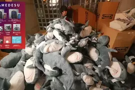 被《IKEA鯊魚》淹沒的房間 讚數達標就買一隻玩偶結果開箱直播就把房間堆滿了