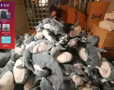被《IKEA鯊魚》淹沒的房間 讚數達標就買一隻玩偶結果開箱直播就把房間堆滿了