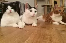 網友分享《與貓咪生活的災情報告》搞破壞是日常但還是覺得喵喵超可愛