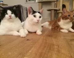 網友分享《與貓咪生活的災情報告》搞破壞是日常但還是覺得喵喵超可愛