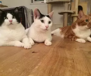 網友分享《與貓咪生活的災情報告》搞破壞是日常但還是覺得喵喵超可愛