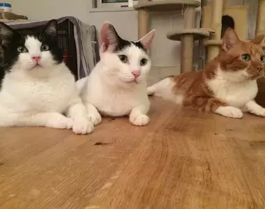 網友分享《與貓咪生活的災情報告》搞破壞是日常但還是覺得喵喵超可愛