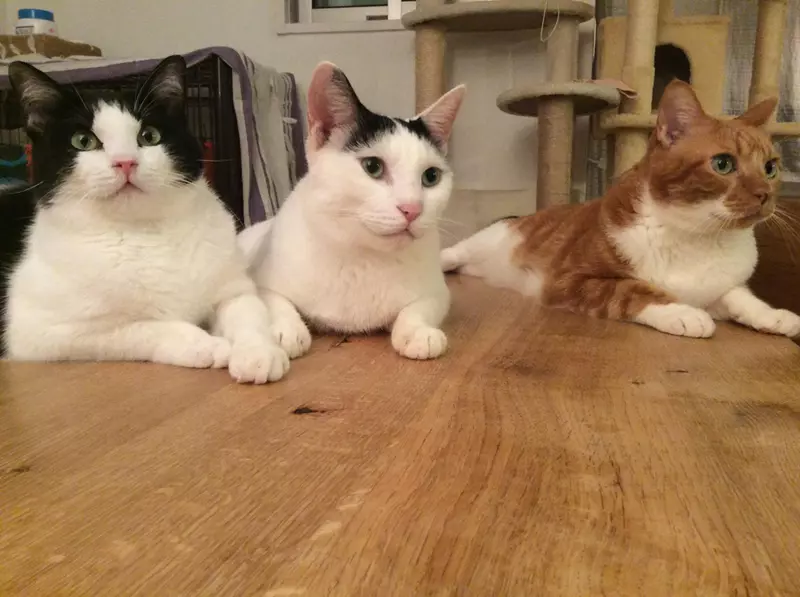 網友分享《與貓咪生活的災情報告》搞破壞是日常但還是覺得喵喵超可愛