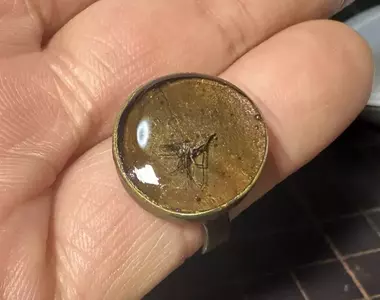 《真實版侏儸紀公園》日本模型師封存叮了自己的蚊子 將來就靠他的血復活人類了