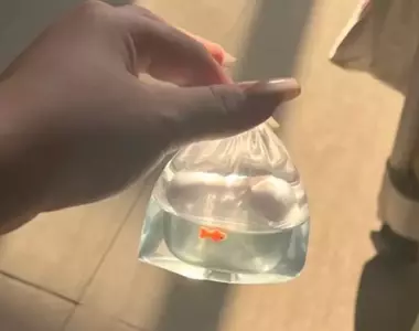 網友分享趣味3C周邊《撈金魚AirPods耳機套》拎著這個就想起了以前去夜市的點點滴滴