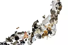 《貓咪日本地圖》我家的貓超像〇〇縣？日本貓奴收集愛貓的47種姿勢