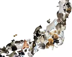 《貓咪日本地圖》我家的貓超像〇〇縣？日本貓奴收集愛貓的47種姿勢