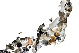 《貓咪日本地圖》我家的貓超像〇〇縣？日本貓奴收集愛貓的47種姿勢