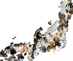 《貓咪日本地圖》我家的貓超像〇〇縣？日本貓奴收集愛貓的47種姿勢