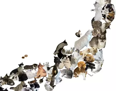 《貓咪日本地圖》我家的貓超像〇〇縣？日本貓奴收集愛貓的47種姿勢