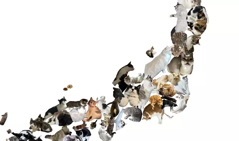 《貓咪日本地圖》我家的貓超像〇〇縣？日本貓奴收集愛貓的47種姿勢