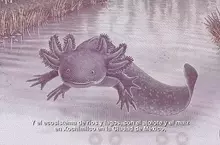 墨西哥紙鈔上的「美西螈」設計太過可愛 可能導致太多人收集結果陷入流通停滯的狀況？