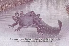 墨西哥紙鈔上的「美西螈」設計太過可愛 可能導致太多人收集結果陷入流通停滯的狀況？