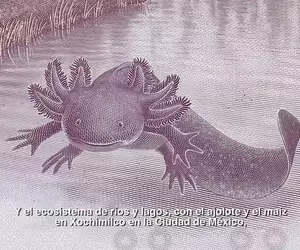 墨西哥紙鈔上的「美西螈」設計太過可愛 可能導致太多人收集結果陷入流通停滯的狀況？