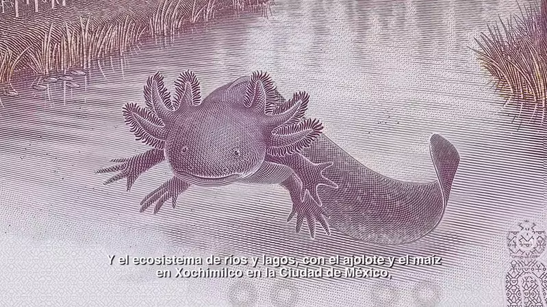 墨西哥紙鈔上的「美西螈」設計太過可愛 可能導致太多人收集結果陷入流通停滯的狀況？