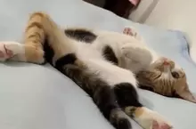 《貓奴糟糕的睡覺體驗》網友用四張圖表現養貓之後的睡覺姿勢