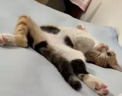 《貓奴糟糕的睡覺體驗》網友用四張圖表現養貓之後的睡覺姿勢