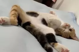 《貓奴糟糕的睡覺體驗》網友用四張圖表現養貓之後的睡覺姿勢