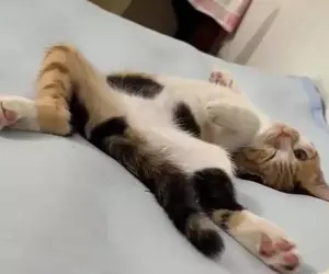 《貓奴糟糕的睡覺體驗》網友用四張圖表現養貓之後的睡覺姿勢