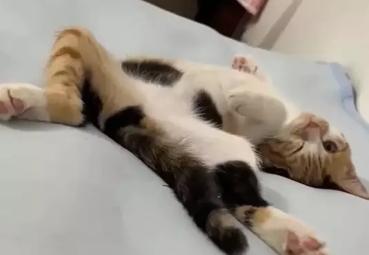 《貓奴糟糕的睡覺體驗》網友用四張圖表現養貓之後的睡覺姿勢