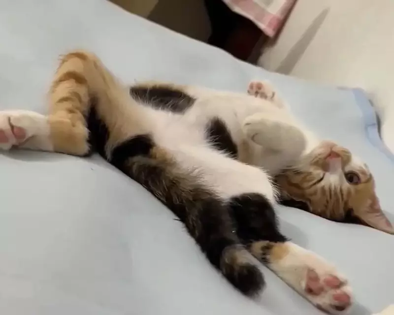 《貓奴糟糕的睡覺體驗》網友用四張圖表現養貓之後的睡覺姿勢