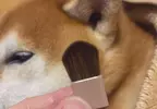 日本熱議化妝品《柴犬的耳朵》連飼主都證實觸感重現度超級高