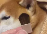 日本熱議化妝品《柴犬的耳朵》連飼主都證實觸感重現度超級高