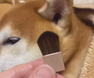 日本熱議化妝品《柴犬的耳朵》連飼主都證實觸感重現度超級高