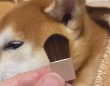 日本熱議化妝品《柴犬的耳朵》連飼主都證實觸感重現度超級高