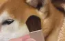 日本熱議化妝品《柴犬的耳朵》連飼主都證實觸感重現度超級高