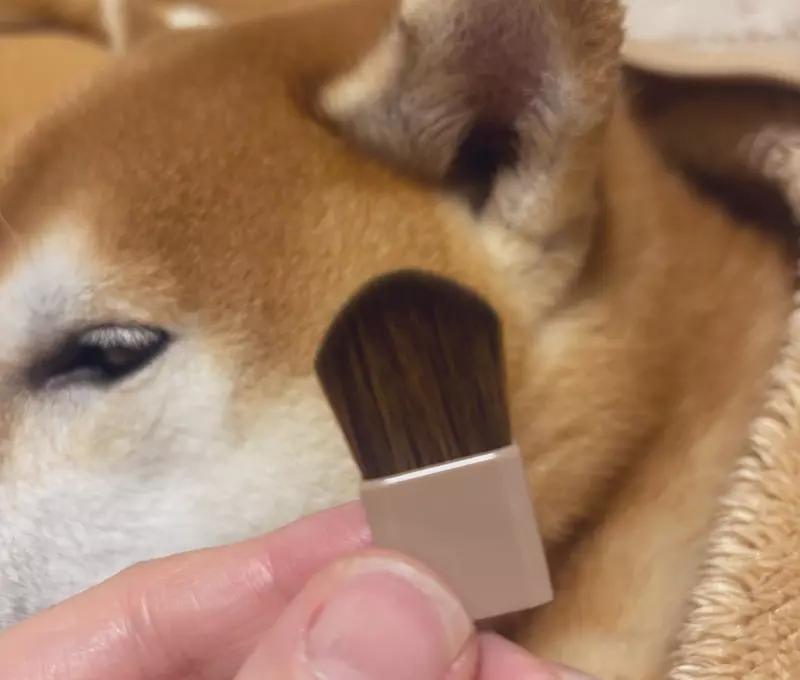 日本熱議化妝品《柴犬的耳朵》連飼主都證實觸感重現度超級高