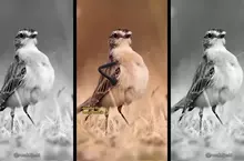 YT趣味頻道《LeopARTnik》會在動物影片裡幫忙加上手手，讓整段過程變得超好笑