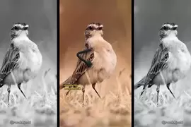 YT趣味頻道《LeopARTnik》會在動物影片裡幫忙加上手手，讓整段過程變得超好笑