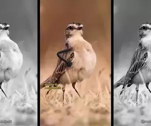 YT趣味頻道《LeopARTnik》會在動物影片裡幫忙加上手手，讓整段過程變得超好笑